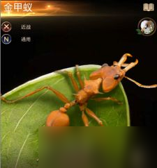小小蚁国特化蚁属性怎么样？小小蚁国特化蚁属性介绍